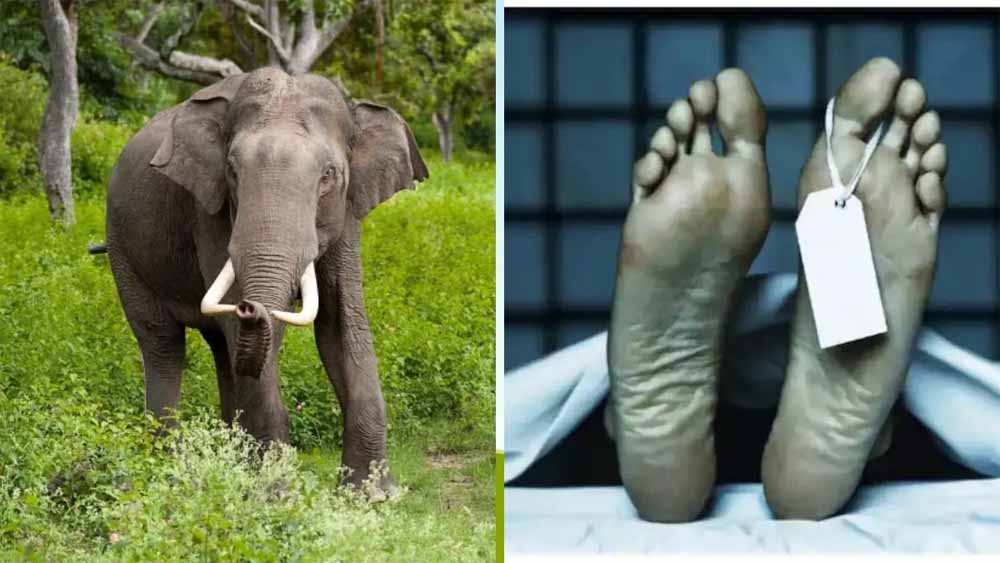 हाथियों का कहर: ग्रामीण की मौत, घर और फसल बर्बाद