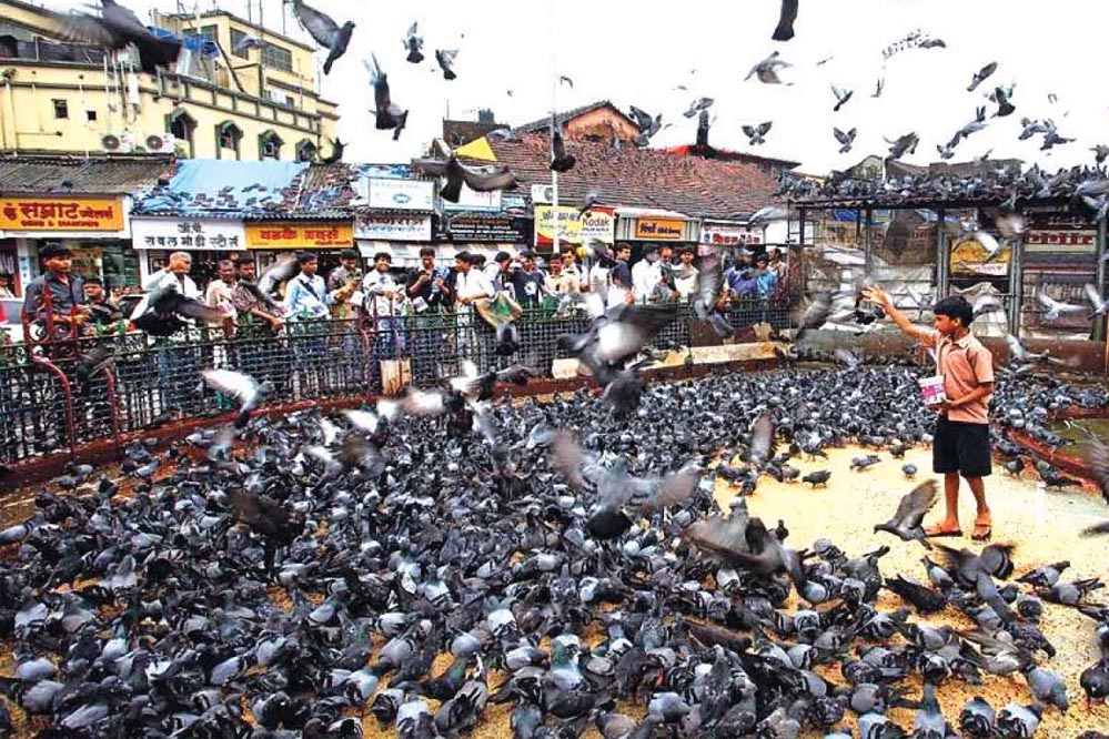 मुंबई में कबूतरखानों पर ब्रेक: 51 बंद, दाना खिलाना बैन, 100 लोगों पर जुर्माना