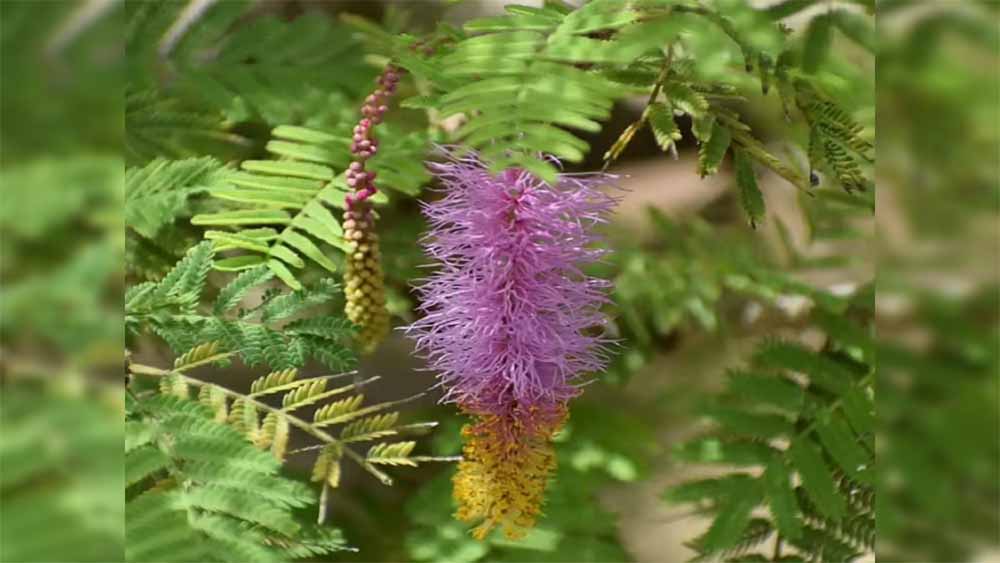 दशहरे पर शमी पूजन का महत्व: विजय, समृद्धि और सौभाग्य का रहस्य