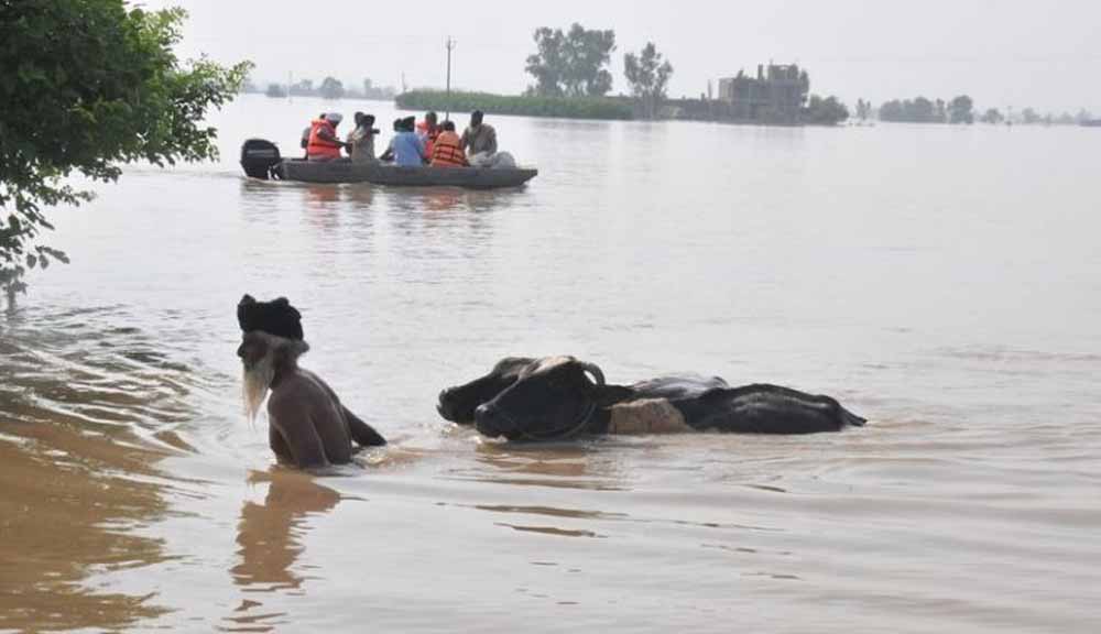 पंजाब में बाढ़ का कहर: 6515 पक्षी और 502 मवेशी हुई मौत, CM मान करेंगे मुआवजे का ऐलान