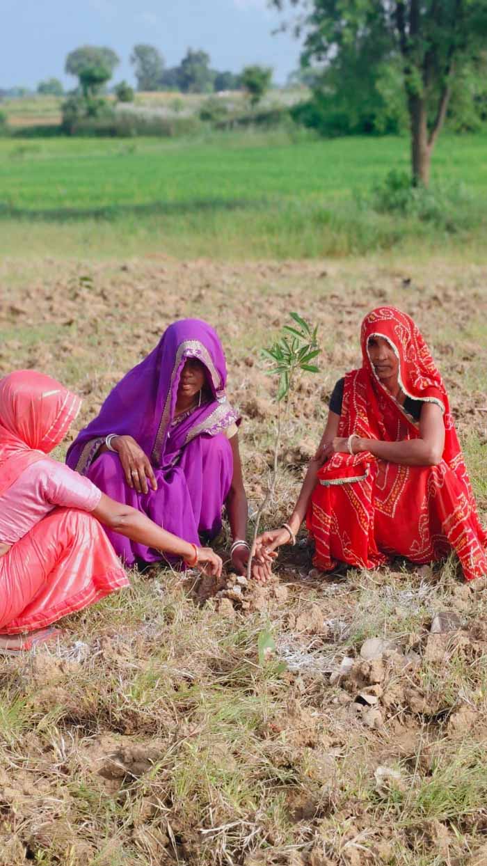 पौधे लगाने का काम शुरू: सिंगरौली, खंडवा, रायसेन और देवास में लक्ष्य से अधिक स्वीकृति