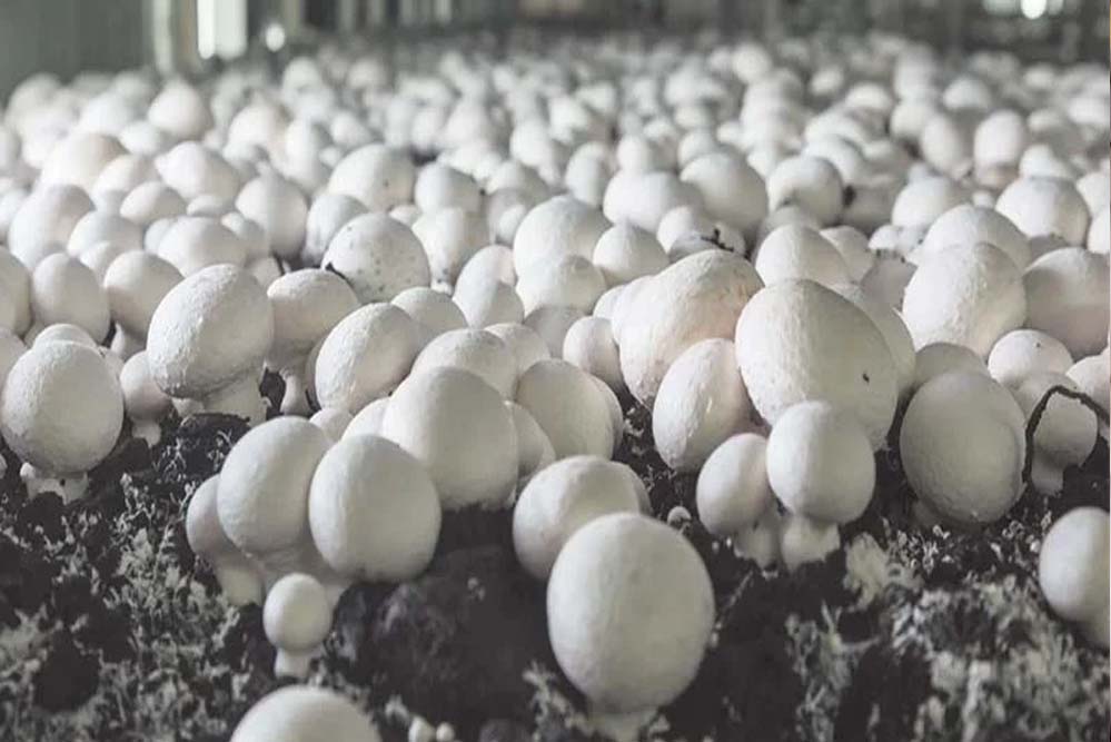 2 कमरों से शुरू किया कारोबार, आज हैं 12 फार्मों के मालिक – जानिए रांची के ‘मशरूम मैन’ अमित की कहानी