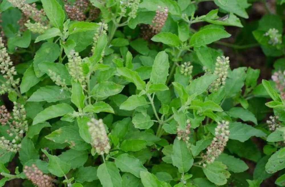 तुलसी के पास भूलकर भी न रखें ये चीज, वरना चली जाएगी घर की लक्ष्मी!