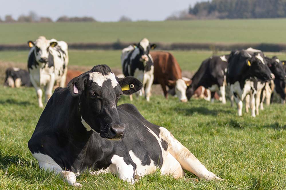 डेनमार्क का अनोखा टैक्स: गायों की गैस और डकार पर देना होगा शुल्क, पेड़ लगाने पर मिलेगी छूट