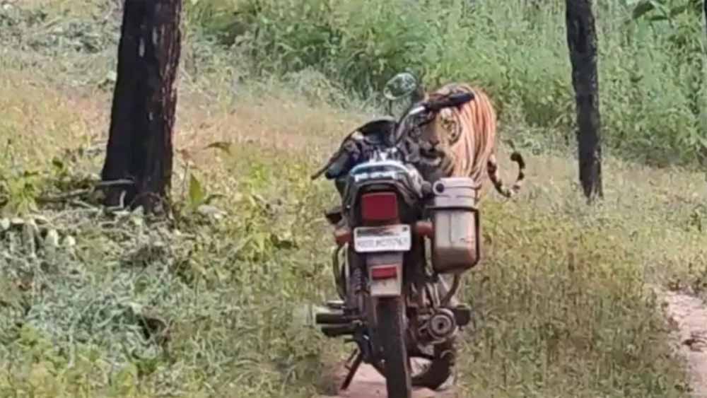 जंगल में घबराहट: फॉरेस्ट गार्ड के सामने अचानक आया बाघ, सूझबूझ से टली बड़ी मुसीबत