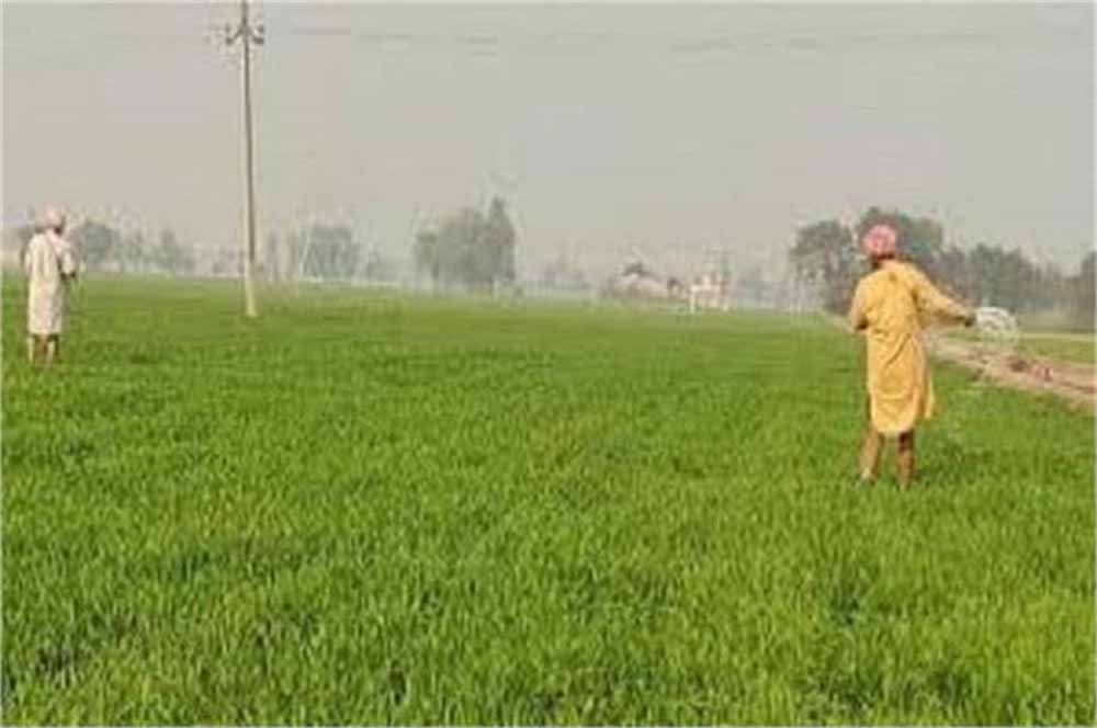 किसानों को दिवाली गिफ्ट: केंद्र सरकार ने बढ़ाया इन फसलों का MSP