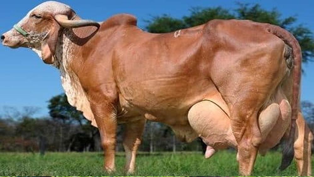 विशेष आर्टिकल- गिर गाय नस्ल: स्वदेशी गौ संवर्धन की रानी – विशेषताएं, लाभ और उत्तर प्रदेश में योगदान