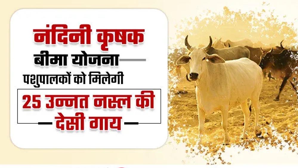 विशेष आर्टिकल- नंदिनी कृषक समृद्धि योजना: योगी सरकार का डेयरी सशक्तिकरण मॉडल – लाभों का विस्तृत विश्लेषण