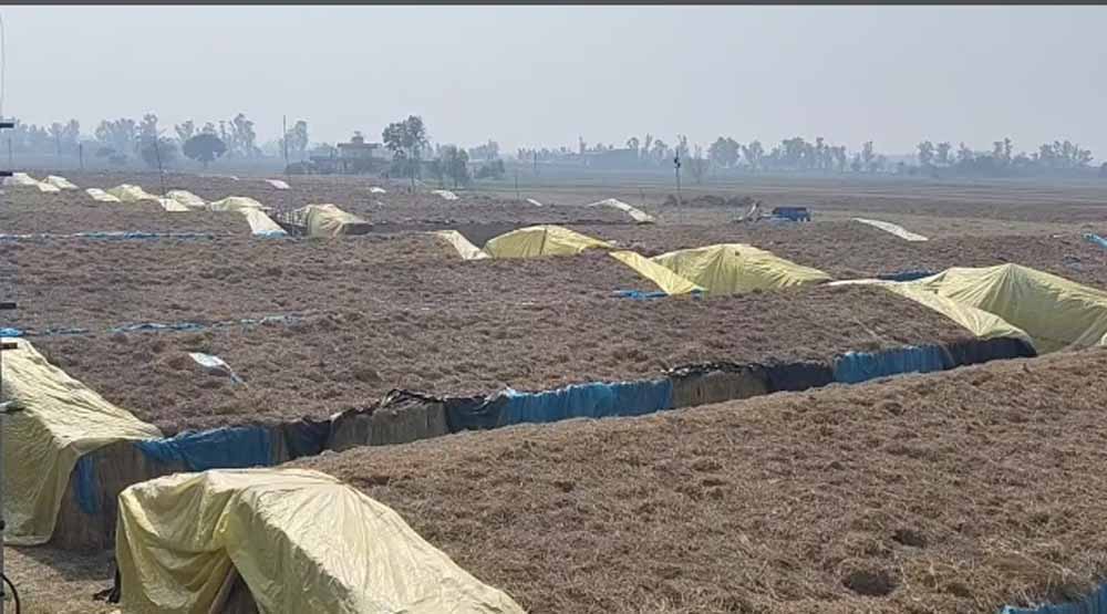 8वीं पास किसान की बड़ी कमाई: मशरूम फार्मिंग से सालाना 7 करोड़ रुपए की आय