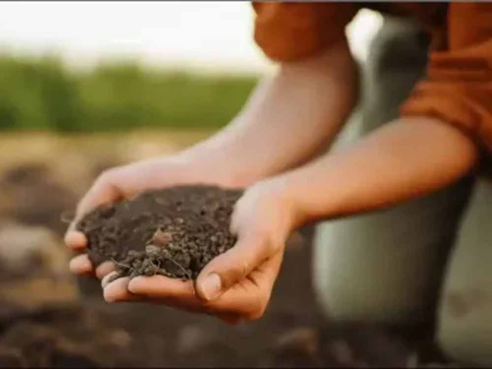 रबी सीजन में बीजशोधन जरूरी: कृषि रक्षा अधिकारी ने किसानों को दी अहम सलाह