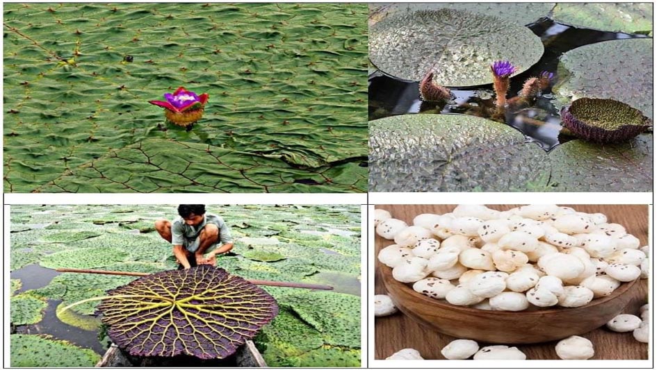 रायपुर : मुख्यमंत्री विष्णु देव साय के प्रयास से छत्तीसगढ़ मखाना बोर्ड में शामिल