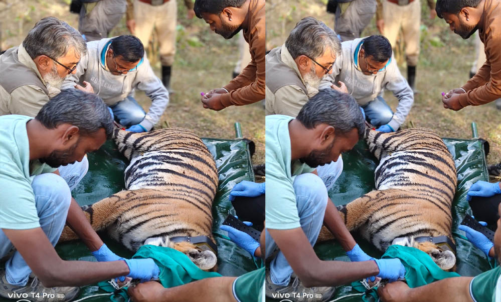 पेंच टाइगर रिज़र्व, मध्यप्रदेश से रामगढ़ विषधारी टाइगर रिज़र्व, राजस्थान में एक बाघिन का सफल स्थानांतरण