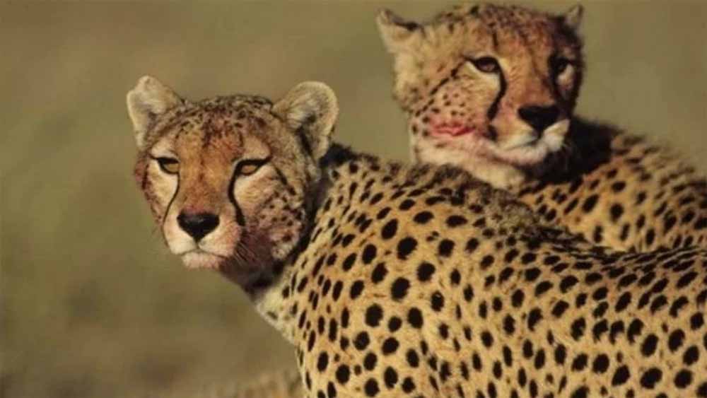 कूनो में होगी तीन चीता सफारी! 53 करोड़ की डीपीआर से बदलेगा पर्यटकों का अनुभव