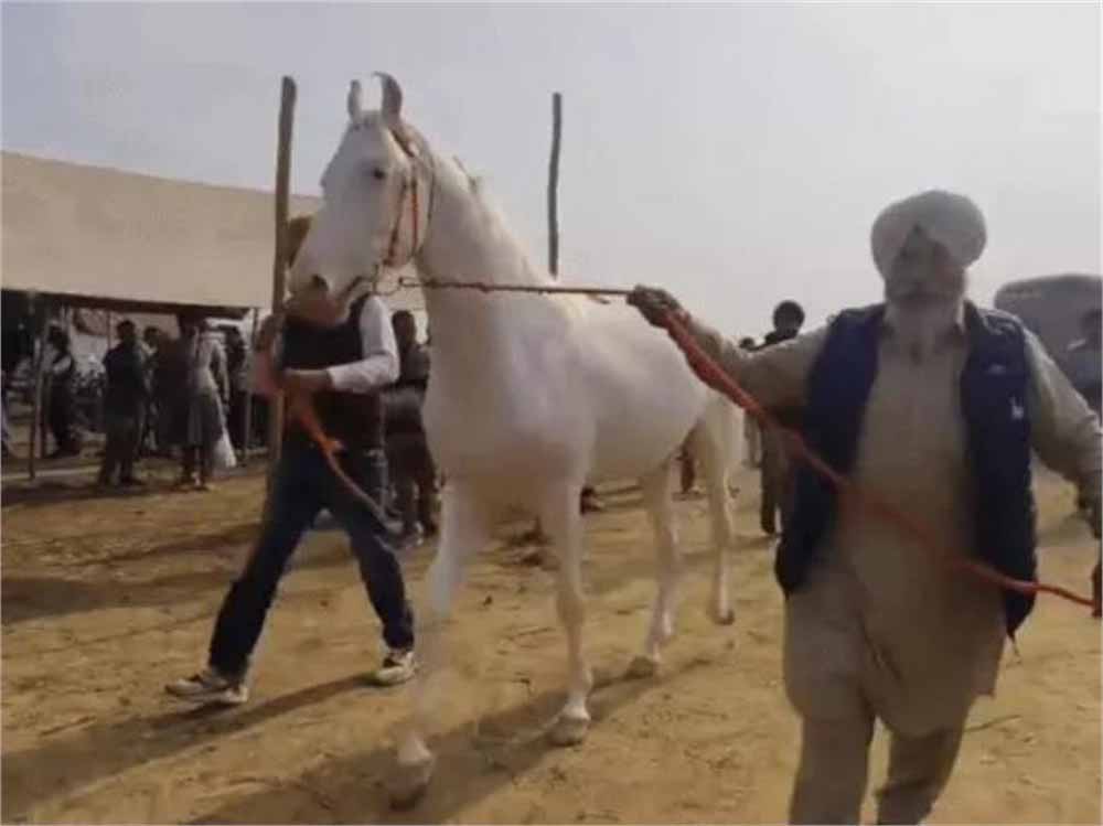 कुरुक्षेत्र पशु मेले में छाया पंजाब का सफेद घोड़ा, कीमत सुनकर हैरान रह गए लोग, मालिक ने ठुकराया सौदा
