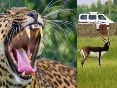 नौरादेही अभ्यारण्य में अफ्रीकी चीते के लिए काले हिरणों का इंतजाम, तैयार हैं शिकार के लिए