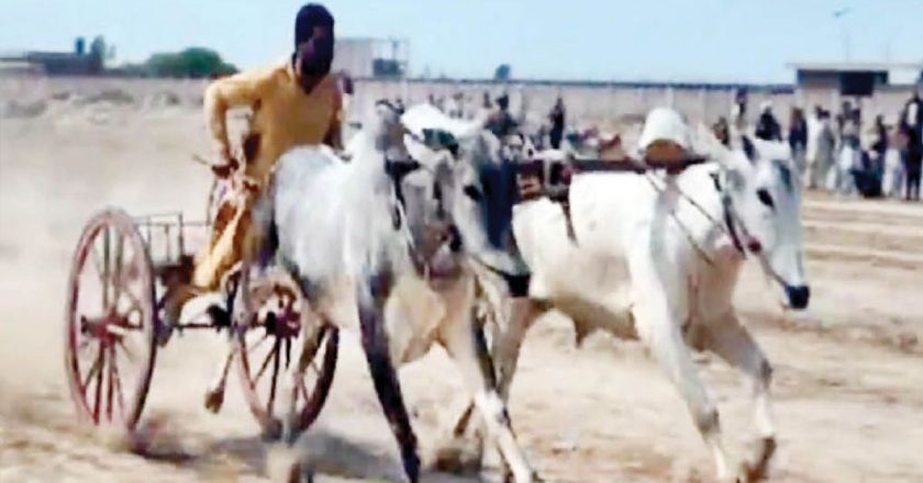 लुधियाना के किला रायपुर में फिर दौड़ेगी बैलगाड़ी, 11 साल बाद ग्रामीण ओलंपिक में वापसी, DC ने दिए नियमों के पालन के निर्देश