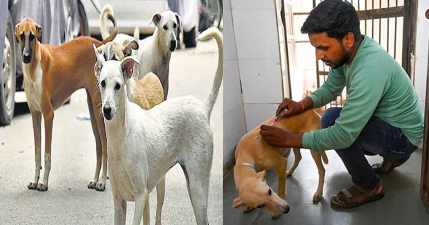 मेडिकल कॉलेज अस्पतालों में गिने जाएंगे आवारा कुत्ते, संख्या बढ़ेगी तो बनेंगे शेल्टर होम
