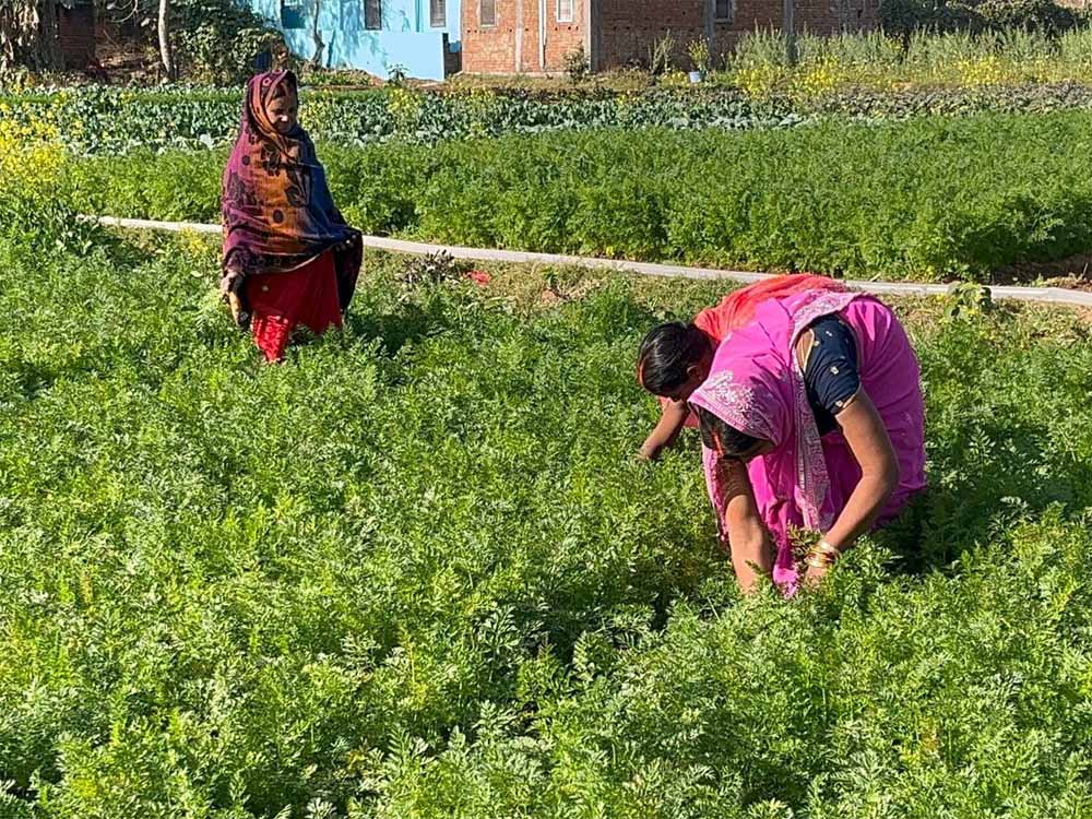 महिलाएं बंजर भूमि पर गाजर उगाकर बनीं आत्मनिर्भर, आधुनिक तकनीक और जैविक खेती से बढ़ी आमदनी