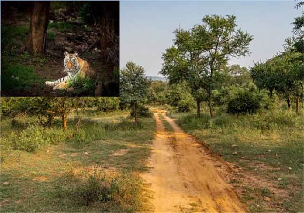 सरिस्का में CTH–बफर जोन पर मंथन, 9 जनवरी को विशेष ग्राम सभाएं; नेता प्रतिपक्ष ने उठाए सवाल