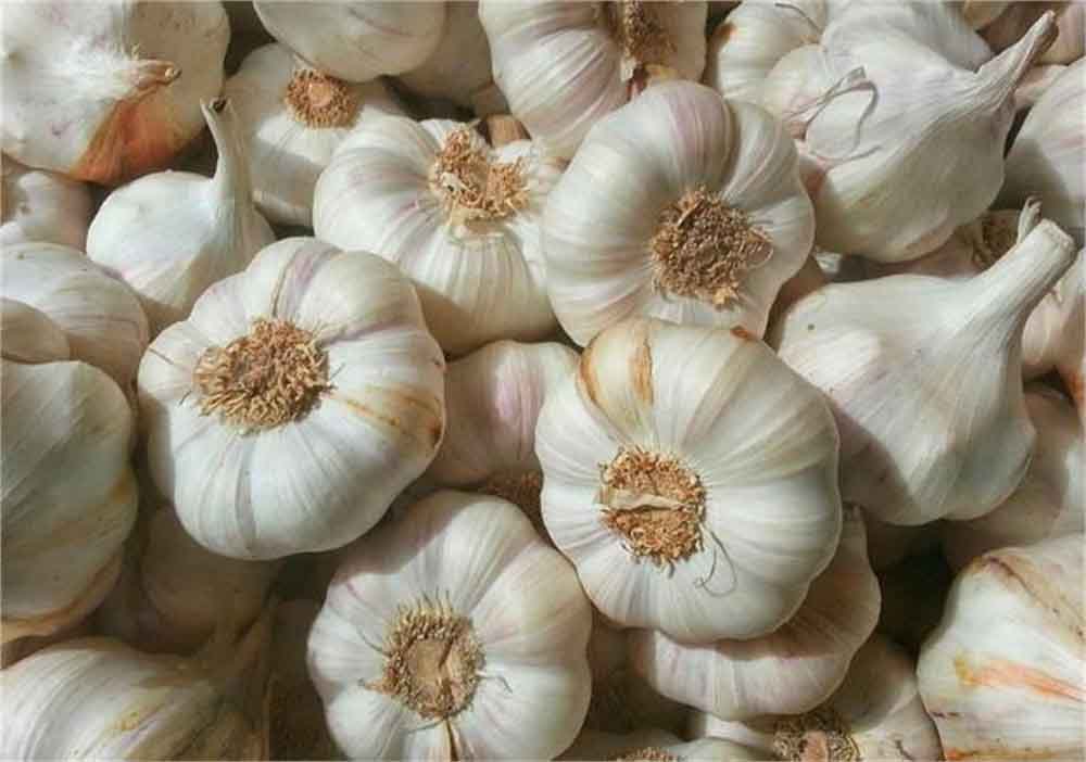 बारां के लहसुन को जीआई टैग की सौगात, किसानों को मिलेगा अंतरराष्ट्रीय बाजार में नया मुकाम