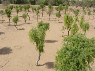 खेजड़ी बचाओ अभियान तेज, 2 फरवरी को बीकानेर में महापड़ाव का ऐलान