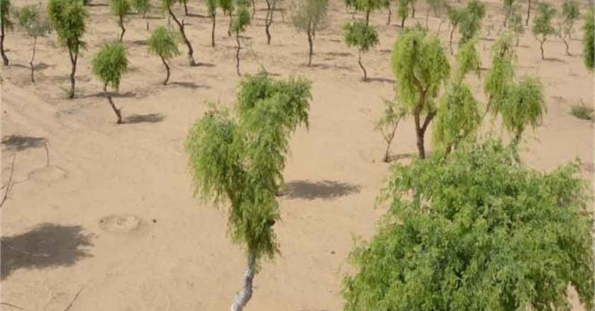 खेजड़ी बचाओ अभियान तेज, 2 फरवरी को बीकानेर में महापड़ाव का ऐलान