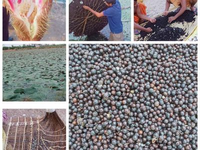 छत्तीसगढ़ में मखाना उत्पादन को प्रोत्साहन