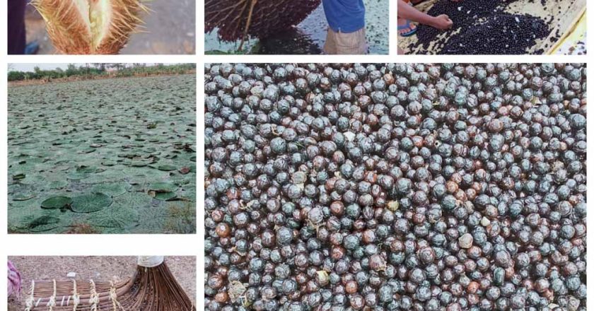 छत्तीसगढ़ में मखाना उत्पादन को प्रोत्साहन