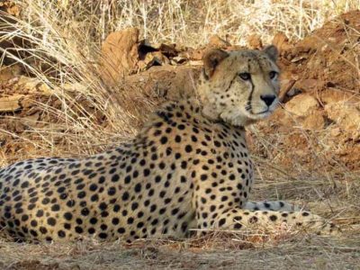 बोत्सवाना से 28 फरवरी को एमपी पहुंचेंगे आठ चीते, 2032 तक आत्मनिर्भर आबादी बनाने का लक्ष्य