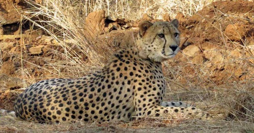 बोत्सवाना से 28 फरवरी को एमपी पहुंचेंगे आठ चीते, 2032 तक आत्मनिर्भर आबादी बनाने का लक्ष्य