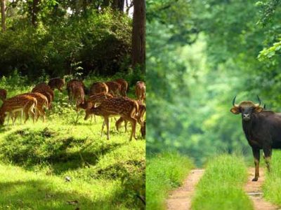 बारनवापारा अभयारण्य: हर मोड़ पर वन्य जीवन और प्रकृति की नई कहानी