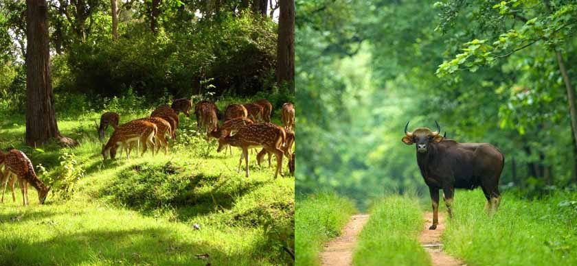 बारनवापारा अभयारण्य: हर मोड़ पर वन्य जीवन और प्रकृति की नई कहानी