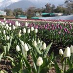 देखा एक ख्वाब’ की फीलिंग चाहिए? पालमपुर में खुला देश का दूसरा ट्यूलिप गार्डन