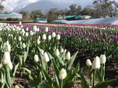 देखा एक ख्वाब’ की फीलिंग चाहिए? पालमपुर में खुला देश का दूसरा ट्यूलिप गार्डन