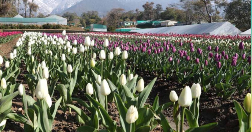 देखा एक ख्वाब’ की फीलिंग चाहिए? पालमपुर में खुला देश का दूसरा ट्यूलिप गार्डन