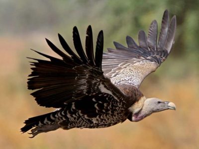 MP में पहली बार मोबाइल एप से होगी गिद्धों की गिनती, 7 प्रजातियों पर रखी जाएगी खास नजर