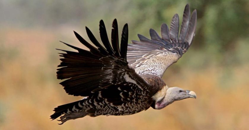 MP में पहली बार मोबाइल एप से होगी गिद्धों की गिनती, 7 प्रजातियों पर रखी जाएगी खास नजर