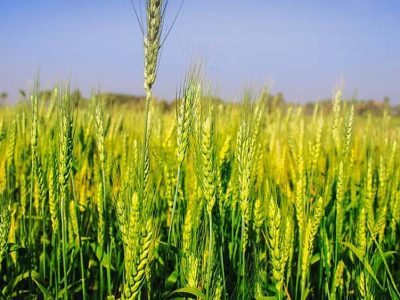 अचानक बढ़ी गर्मी से गेहूं की फसल पर खतरा, किसानों की बढ़ी चिंता