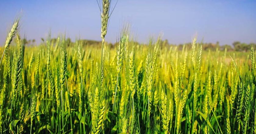 अचानक बढ़ी गर्मी से गेहूं की फसल पर खतरा, किसानों की बढ़ी चिंता