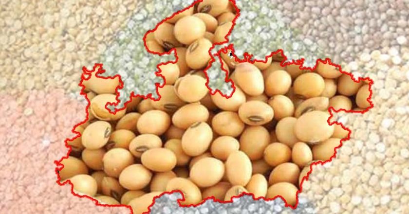 मध्यप्रदेश कृषि उत्पादन में देश के शीर्ष राज्यों में, खाद्यान्न, दलहन और तिलहन में अग्रणी