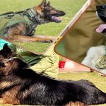 CRPF की K9 यूनिट बनी आतंकियों का खौफ, टॉयसन जैसे सैकड़ों डॉग कमांडो तैयार