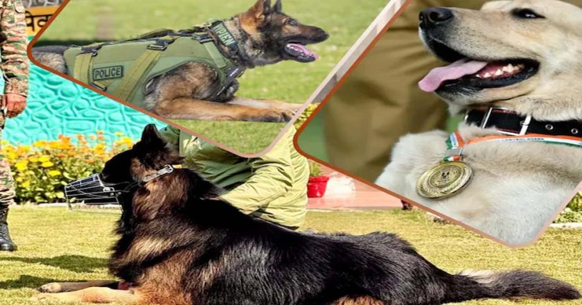 CRPF की K9 यूनिट बनी आतंकियों का खौफ, टॉयसन जैसे सैकड़ों डॉग कमांडो तैयार