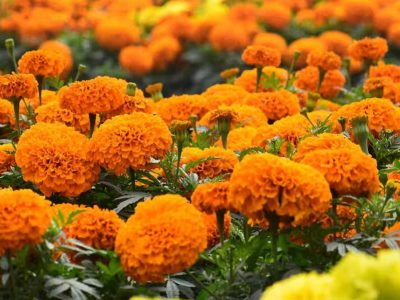 सिंहस्थ के लिए 4200 हेक्टेयर में होगी फूलों की खेती, विशेष क्लस्टर बनाए जाने की योजना, केंद्र से मंजूरी मांगी