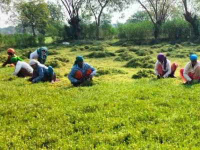 धान से ब्राम्ही तक: कम लागत में ज्यादा मुनाफे की राह पर किसान