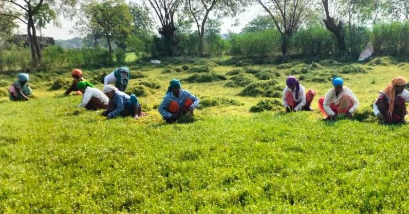 धान से ब्राम्ही तक: कम लागत में ज्यादा मुनाफे की राह पर किसान