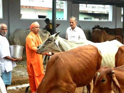 यूपी में सबसे ज्यादा रिकॉर्ड 16 लाख निराश्रित गोवंश संरक्षित