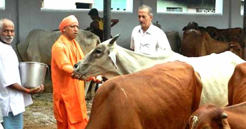 यूपी में सबसे ज्यादा रिकॉर्ड 16 लाख निराश्रित गोवंश संरक्षित