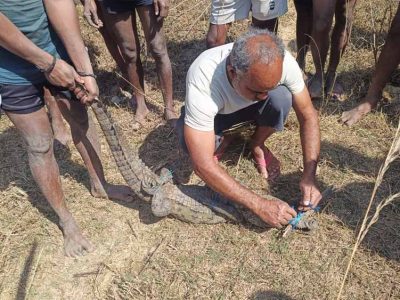 सुरक्षित रेस्क्यू के बाद मगरमच्छ को मिला नया ठिकाना, जंगल सफारी में बसाया गया