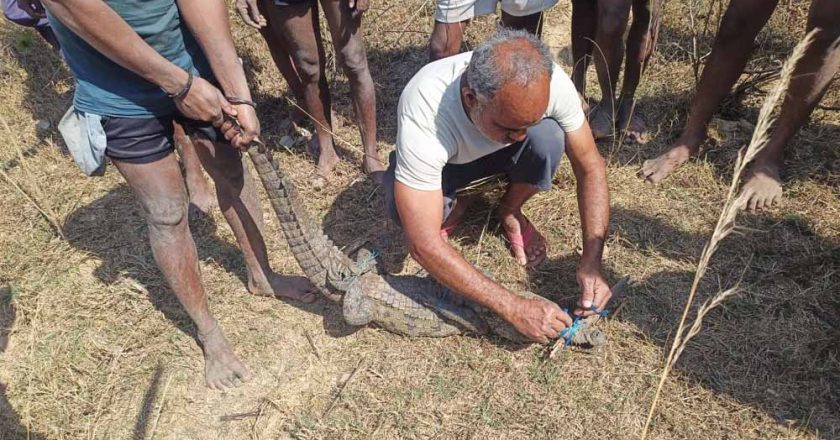 सुरक्षित रेस्क्यू के बाद मगरमच्छ को मिला नया ठिकाना, जंगल सफारी में बसाया गया