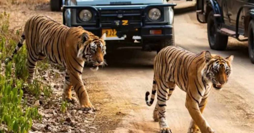 नस्ल सुधार कर बाघों का बढेगा कुनबा, एमपी और महाराष्ट्र से आएंगे बाघ-बाघिन